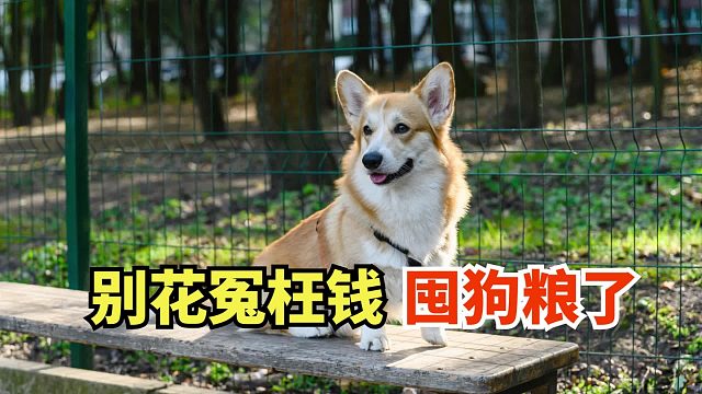 管理泪痕又美味，这款狗粮真能行