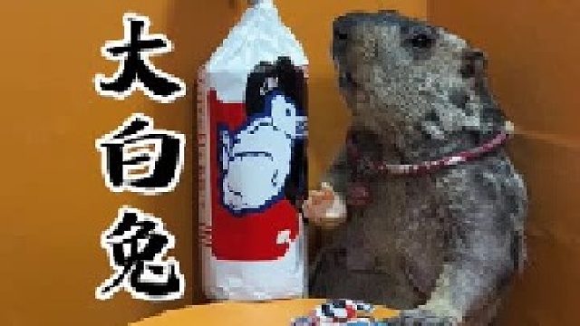 这么大的大白兔奶糖你吃过吗？