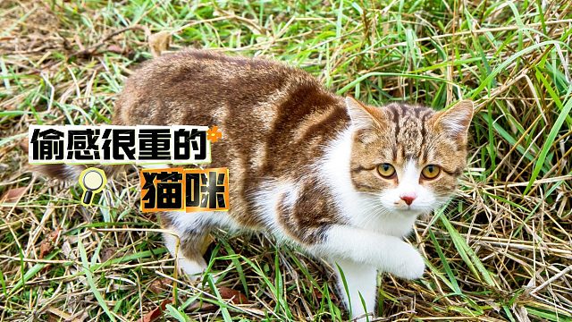 偷感很重的猫咪，埋伏得很深