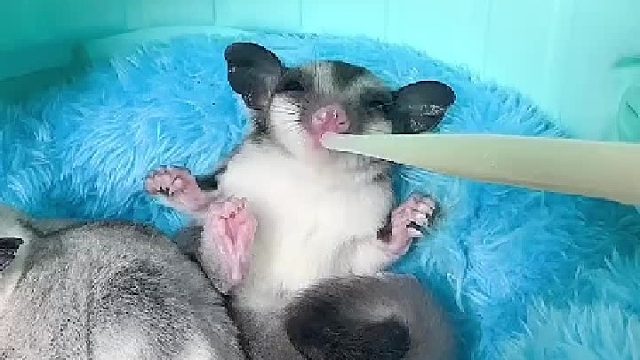 这也太可爱了吧