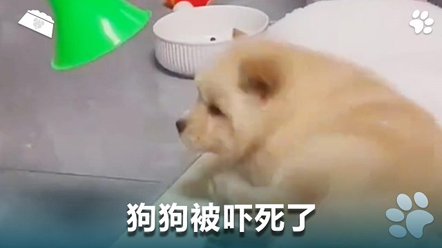 狗狗被吓死了，人怎么能这样做？