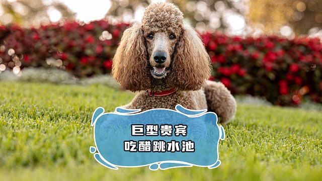 巨贵见主人抱同伴吃醋，求抱失败转头跳鱼池