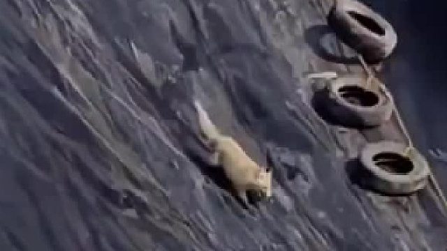 狐狸掉进大坑中，踩着轮胎上坡顶，可几次为何都失败了。