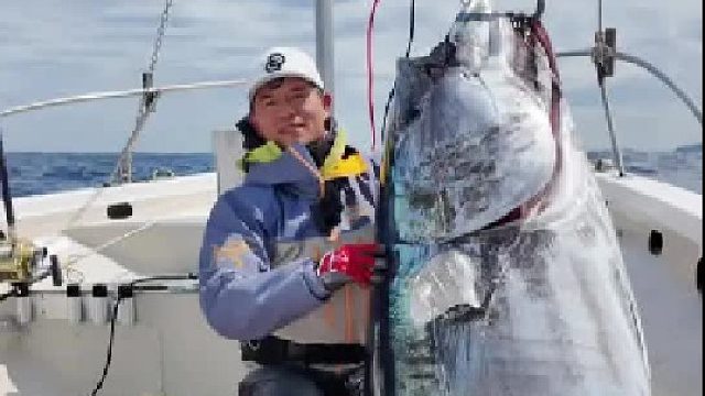 东京湾解锁400 蓝鳍金枪鱼