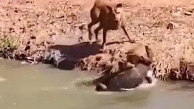 鳄鱼：是你飘了，还是我握不住刀了！