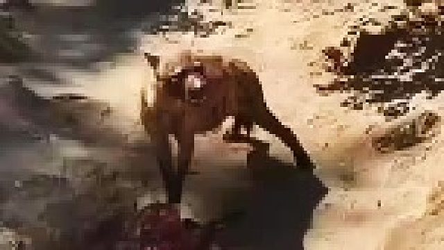 鬣狗进食疣猪，画面可能引起不适，还请大家谨慎观看