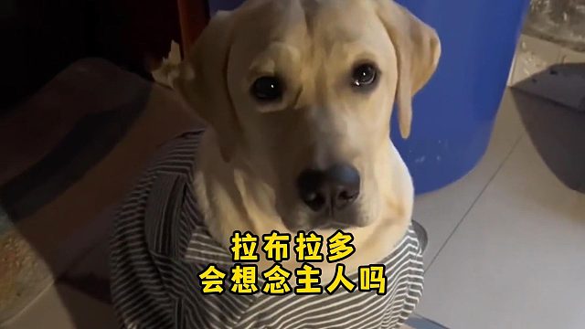 拉布拉多会想念主人吗？当然会了！
