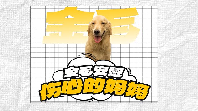 主人伤心一直哭泣，狗狗竟主动抱住她安慰