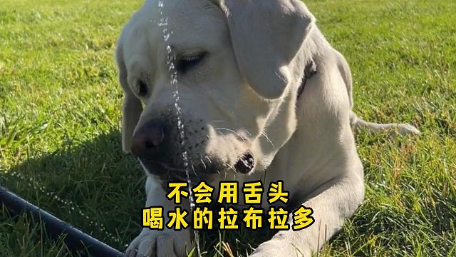拉布拉多口渴了，还不会用舌头喝水
