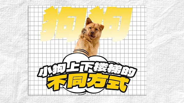 原来每只狗狗，都有不同的上下楼方式