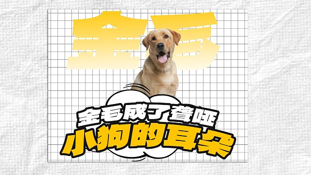 狗狗虽然听不见，但是它有了专属小耳朵