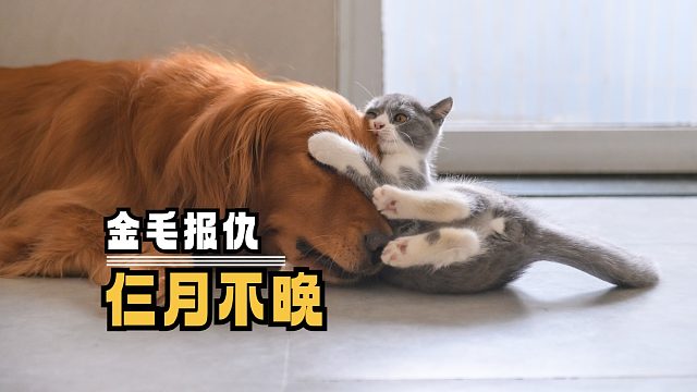 莫欺狗子小，三个月河东，永远的河西