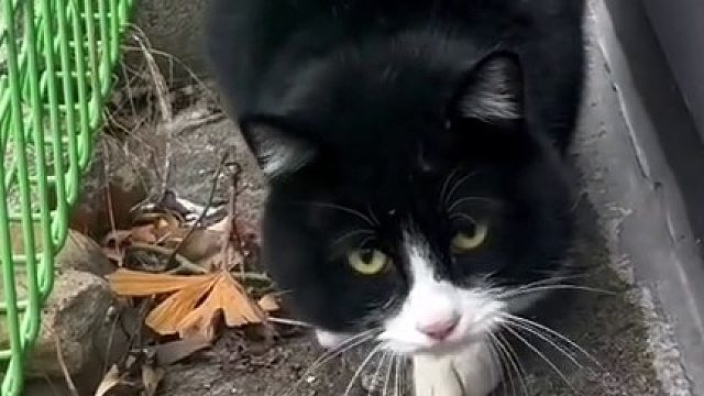 黑猫警长