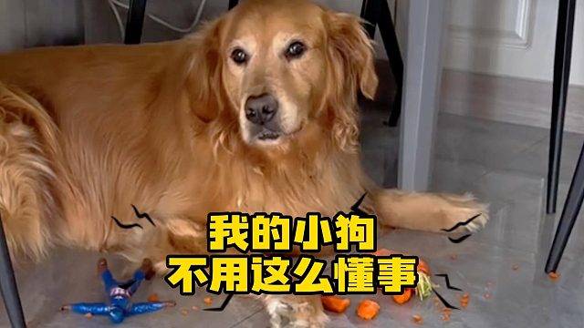 我的小狗不用这么懂事，它幸福快乐就好