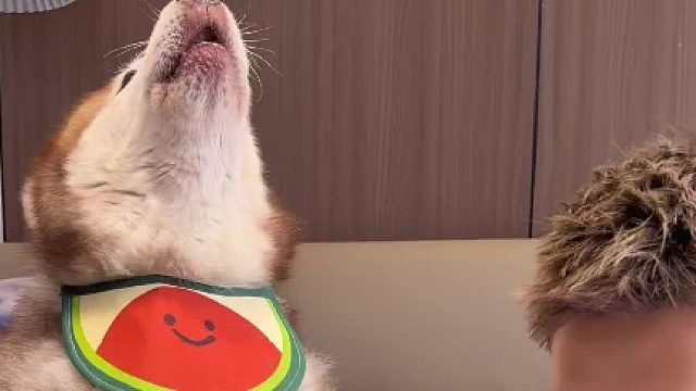 狗子为了吃口辣椒 学习一门语言的重要性