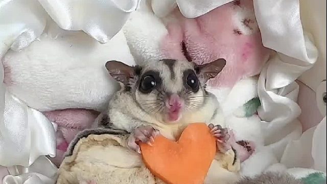 哈哈，其实最爱的还是胡萝卜