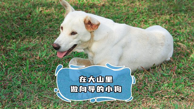 藏在深山的小狗向导，它的客人遍布全国