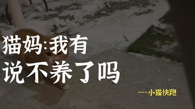 上一秒以为有猫了，下一秒它妈妈就找来了