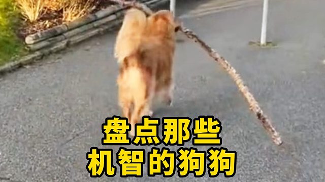 盘点那些机智的狗狗，一个比一个聪明