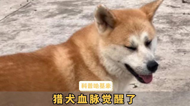 狗子逮到只兔子，到家人面前霸气一扔