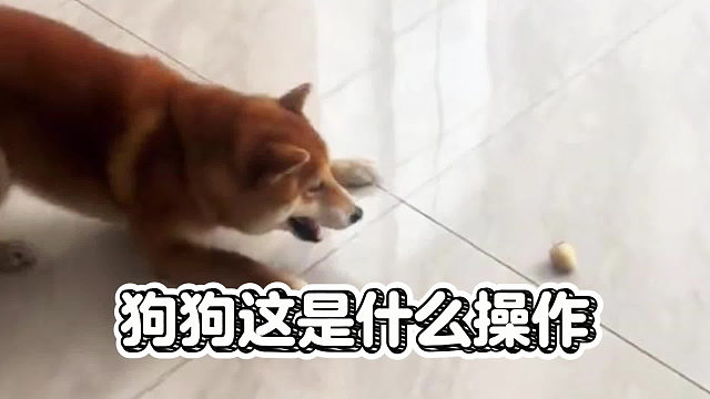 狗狗这是什么操作，有什么好庆祝的？