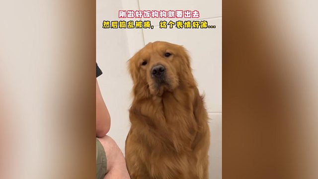 狗狗表情好像很是不服