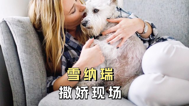 雪纳瑞撒娇现场，每一个都很让人心动！