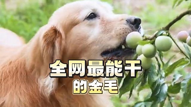 全网最能干的金毛——路虎！