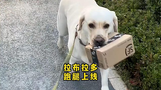 拉布拉多跑腿上线，路费只要两颗冻干