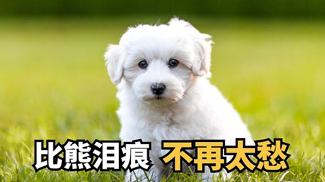 选对狗粮，让比熊“远离”泪痕困扰