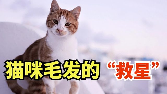 应对“蒲公英”小猫，选对鱼油更轻松