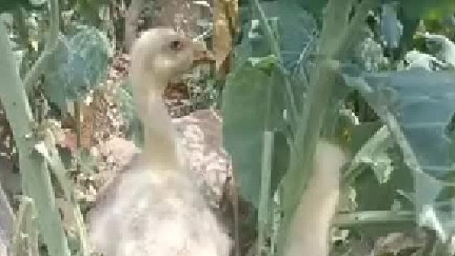 你这是受了多少委屈才这样。