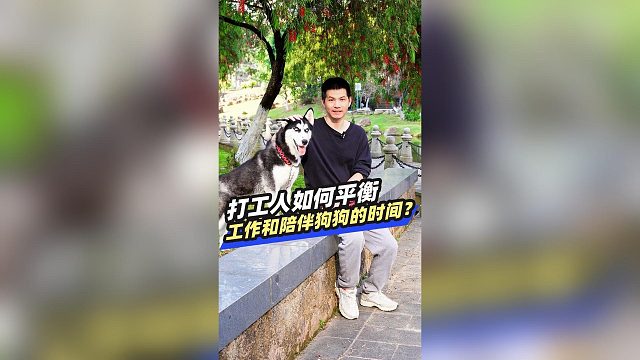 打工人如何平衡工作和陪伴狗狗的时间？