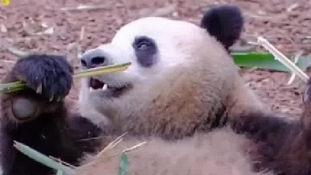 大熊猫下班时的样子，仿佛在演我