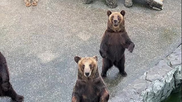 憨憨熊村的日常
