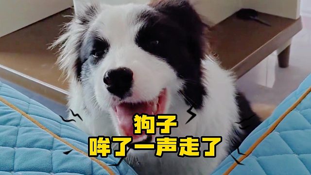 狗子哞了一声，转身去耕田了