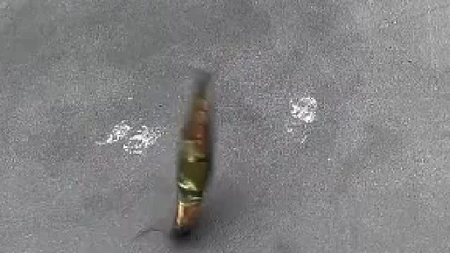 男子抓到一只奇虫 这弹跳能力不输给青蛙 网友：这是什么虫子