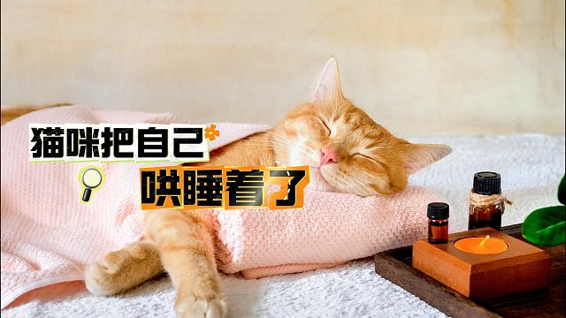 猫咪居然这么有本事，还能把自己哄睡着了