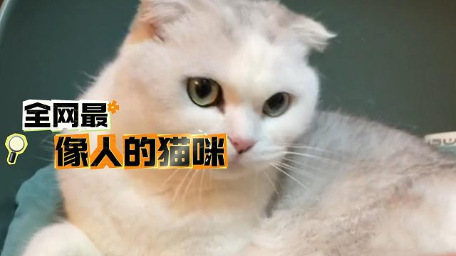 全网最像人的猫咪，非常粘人