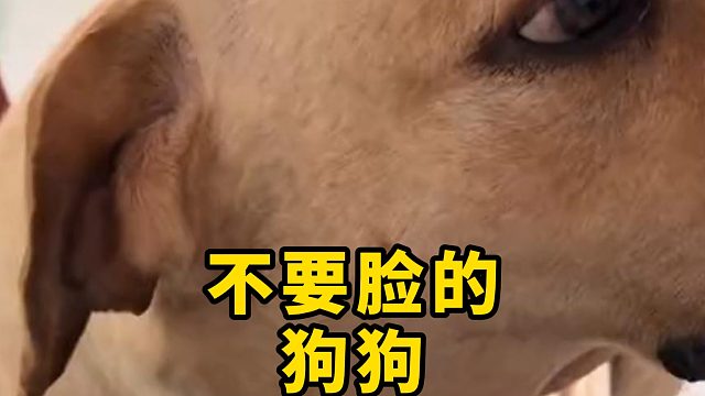 一只狗狗能有多不要脸，真的是服了