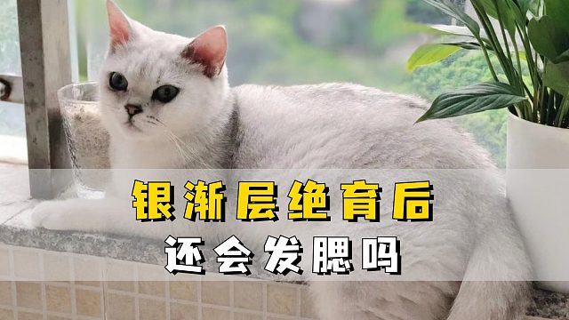 银渐层做绝育之后，它还能发腮吗？
