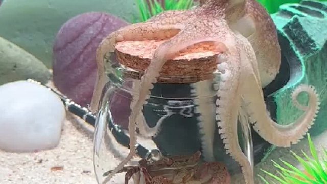 章鱼的智商到底有多恐怖？？