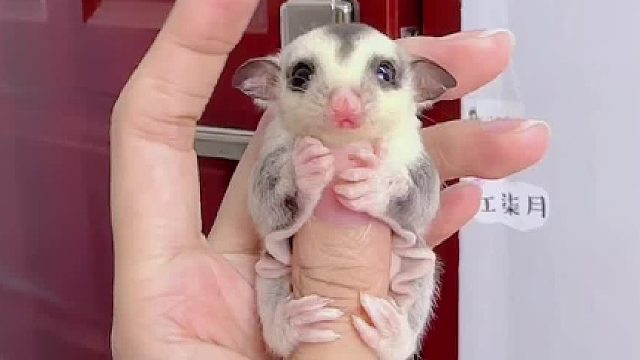 谁家的胖宝宝，快来认领