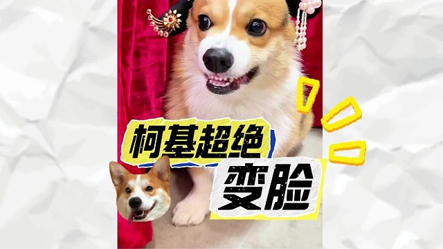 柯基一念神魔，感觉骂的很难听