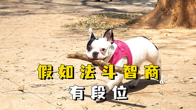 假如法斗智商有段位，你家是青铜还是王者？