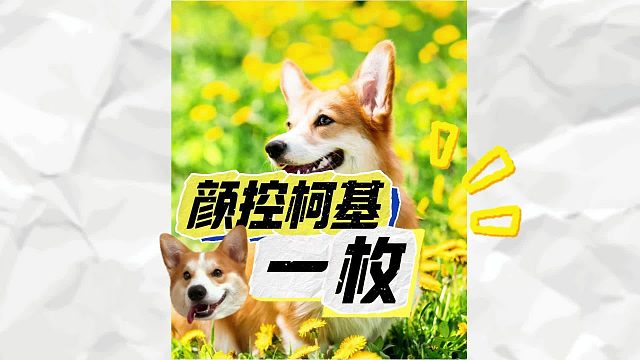 看出来了，柯基是真颜狗！