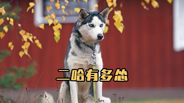 一只二哈能有多怂？都不敢吭声！