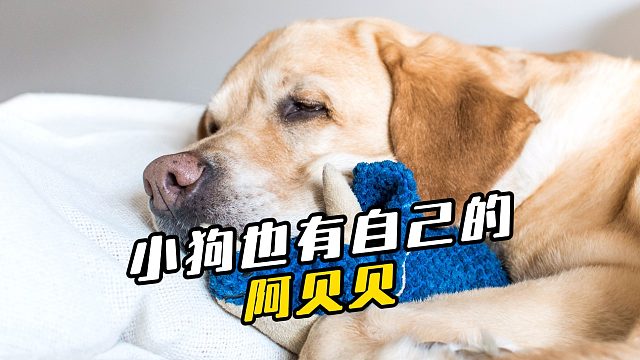 救命，原来小狗也有属于它自己的阿贝贝！