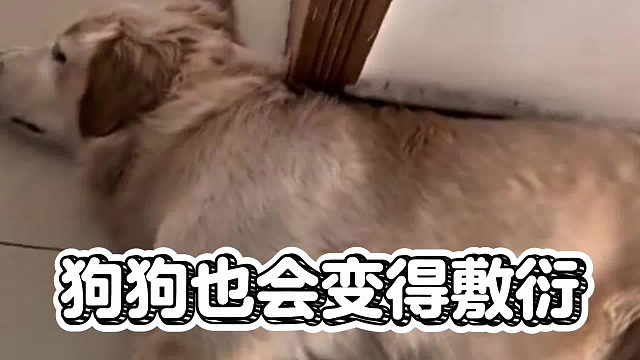 狗狗也会变得敷衍，这找谁说理去？