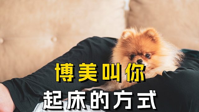 博美叫主人起床的办法，真的绝了！